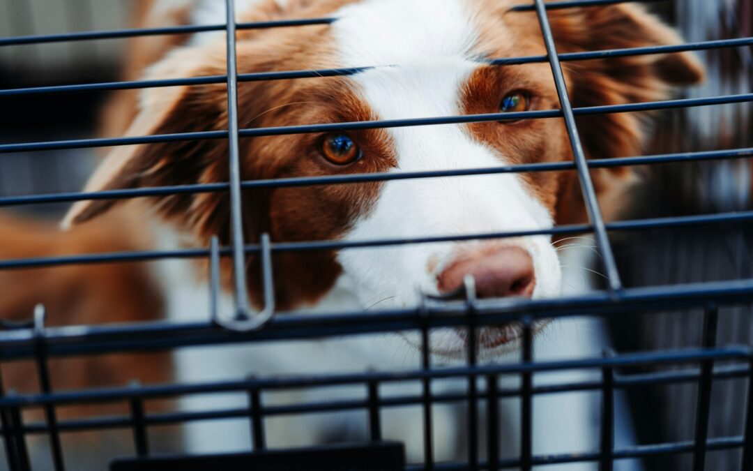 Erice (TP), cane trovato morto chiuso in un trasportino davanti a una chiesa: LNDC Animal Protection presenta denuncia