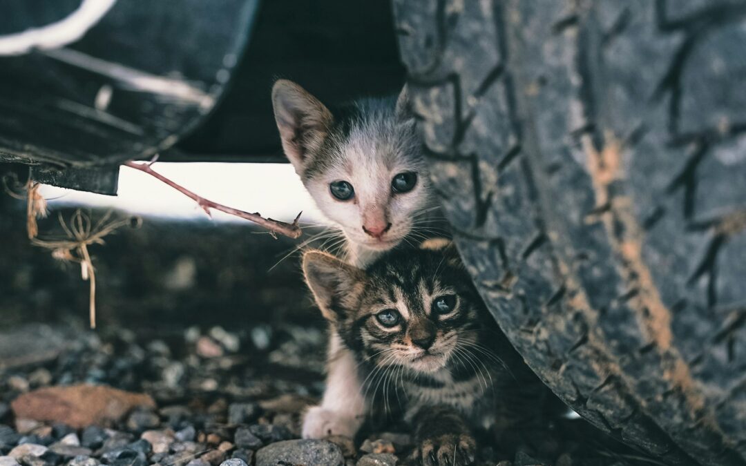 Padova, l’orrore dei 14 gatti scomparsi: LNDC Animal Protection presenta denuncia e chiede indagini approfondite