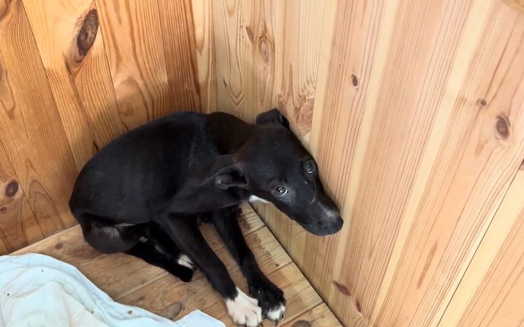 Lara, abbandonata tra le macerie: a cinque mesi deve ancora imparare a non avere paura.