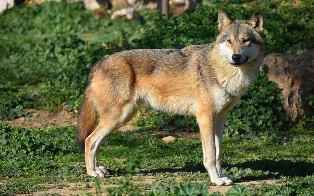 Minaccia di andare in Puglia a uccidere il lupo: sequestrate tutte le armi al vicepresidente di Tutela Rurale