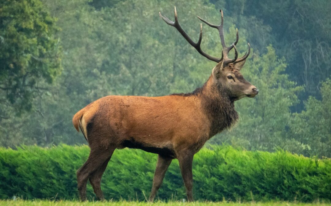 Scanno (AQ), cervo circondato dai turisti carica un uomo: il problema non è la fauna selvatica, ma l’inciviltà delle persone