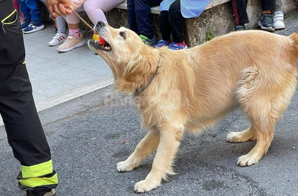 Addio a Zoe, la cagnolina dei Vigili del Fuoco che cercava la vita tra le macerie.
