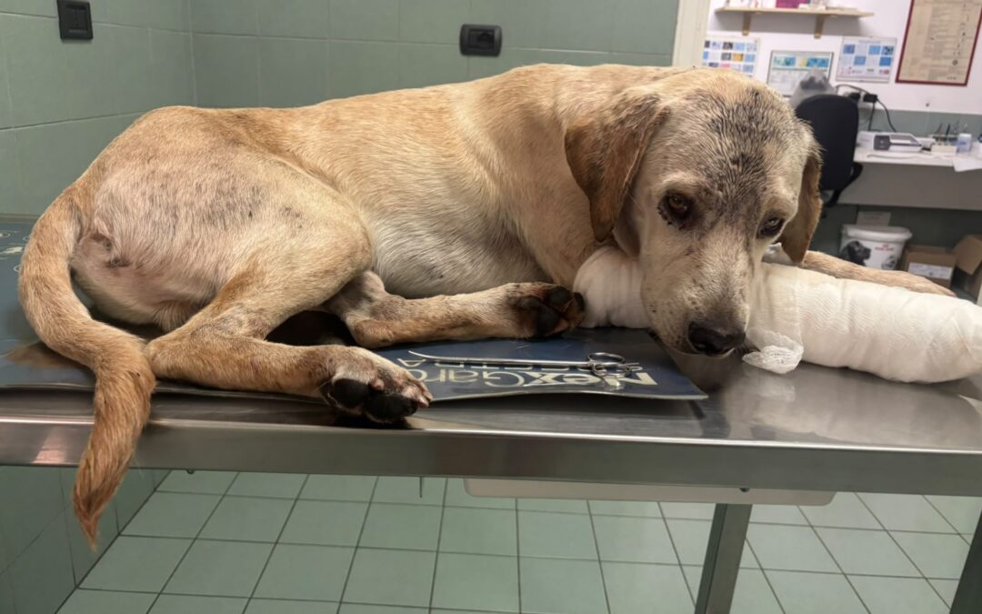 Apice (BN), cane massacrato a bastonate e con una zampa quasi amputata: la denuncia di LNDC Animal Protection