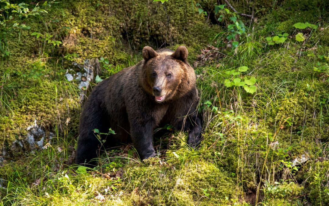Caso orsa KJ1: LNDC Animal Protection porta l’Italia davanti alla Corte Europea dei Diritti dell’Uomo