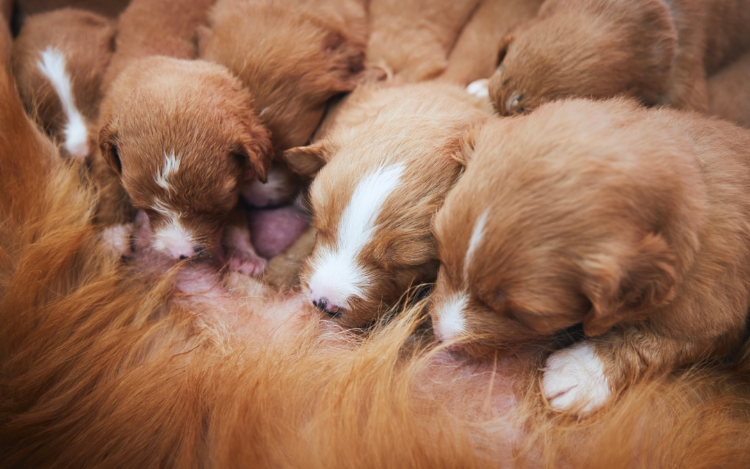 Nuoro, droga, armi e l’orrore del cane ucciso dopo il parto. LNDC Animal Protection denuncia: “Un atto di ferocia inaudita che non può restare impunito”