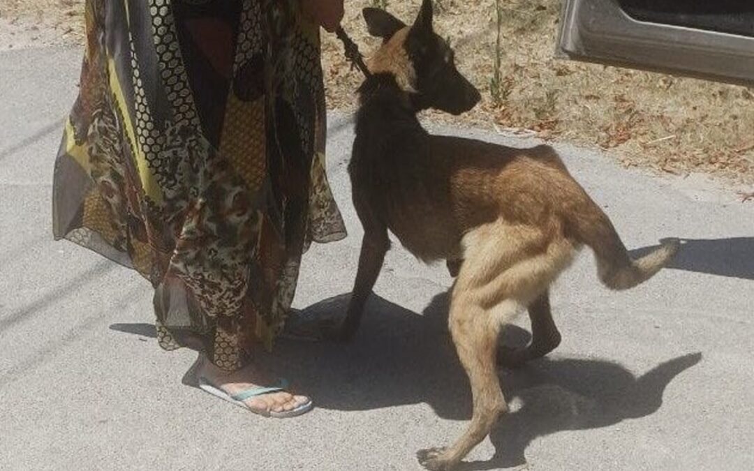 Torre Chianca (LE), cane Malinois abbandonato e ridotto alla fame: LNDC Animal Protection sporge denuncia