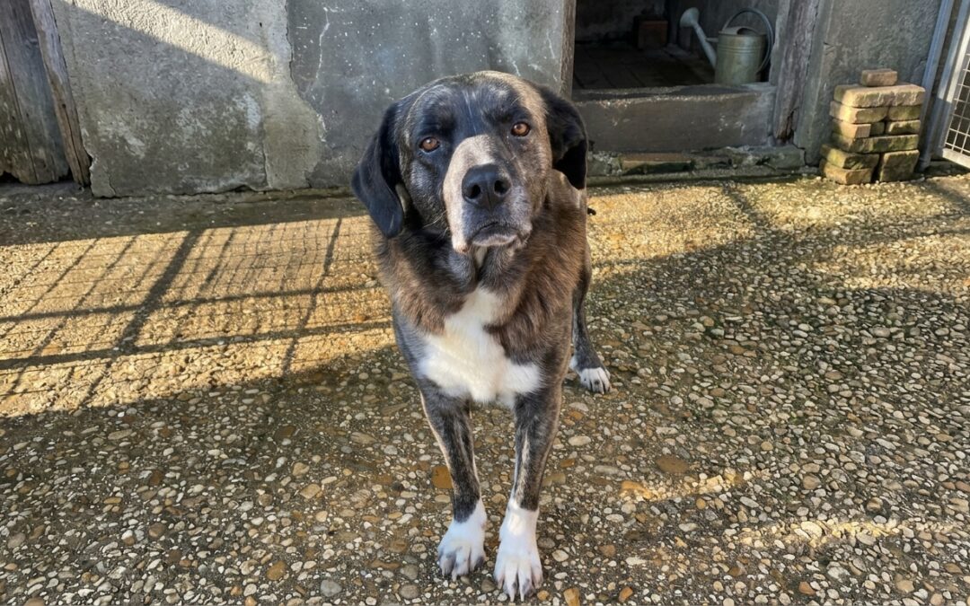Pescara, canile di Colle Cese, LNDC Animal Protection ricorre al TAR: “Non siamo contro il nuovo canile, vogliamo che sia davvero una struttura pensata per il benessere degli animali”