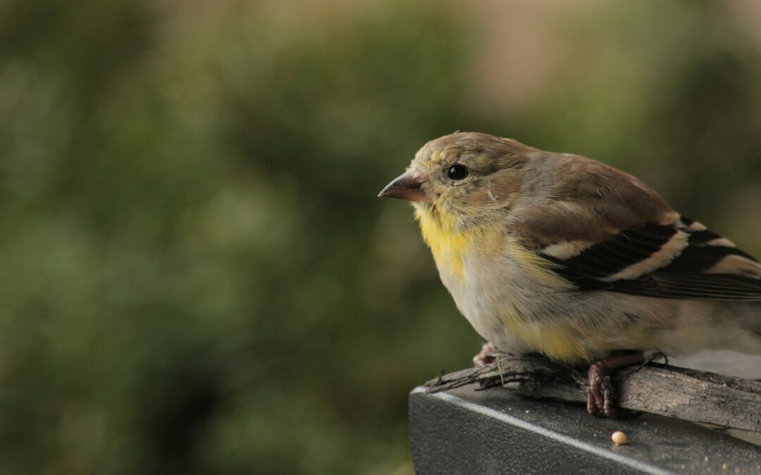 Piombino (LI), cardellini catturati con reti e richiami: LNDC Animal Protection presenta denuncia e lancia l’allarme sul DDL Caccia
