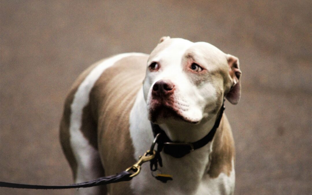 Combattimenti tra cani a Gela: 13 pitbull sequestrati. LNDC Animal Protection presenta denuncia
