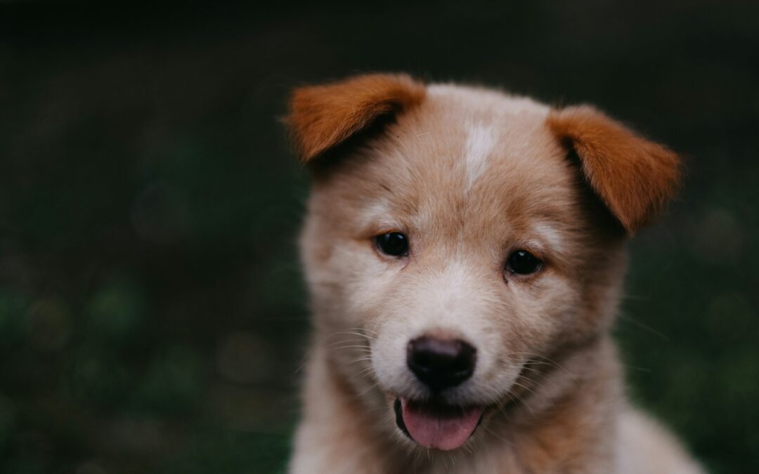 Traffico illecito di cuccioli dalla Grecia: LNDC Animal Protection ammessa parte civile nel processo di Ancona