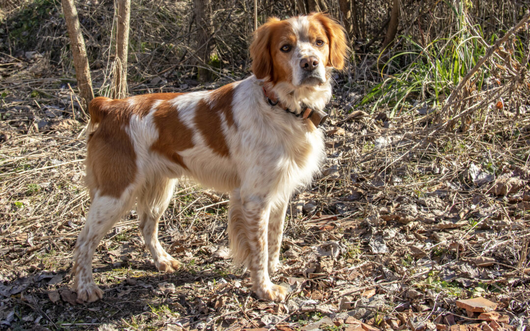 Cane trovato morto sul lungofiume di Pescara: LNDC Animal Protection presenta denuncia e chiede di fare piena luce sul caso