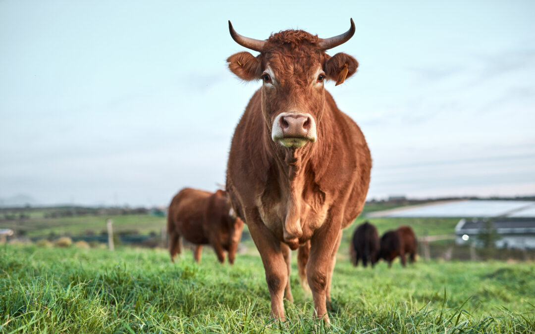 Bassa Modenese, tori uccisi dopo la fuga da un allevamento: LNDC Animal Protection valuta azioni legali