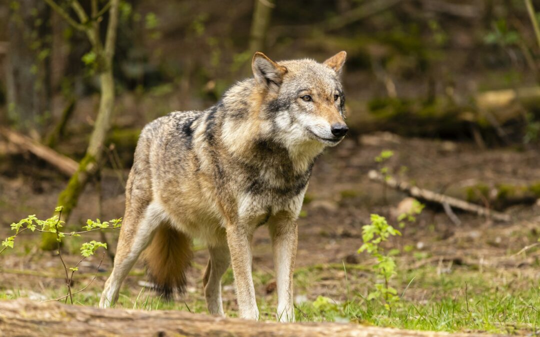 Valle d’Aosta, via libera alle uccisioni dei lupi: LNDC Animal Protection valuta azioni legali