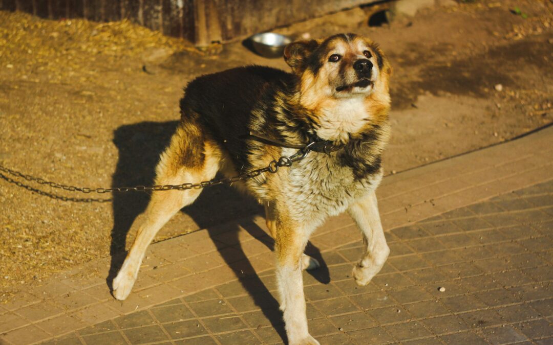 Benevento, cani e gatti senza acqua e un cane alla catena: LNDC Animal Protection annuncia denuncia