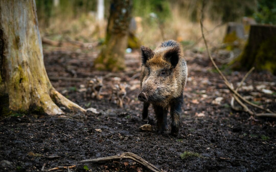 Basso Vicentino, cinghiale intrappolato con un laccio e finito a colpi di lama: LNDC Animal Protection presenta denuncia
