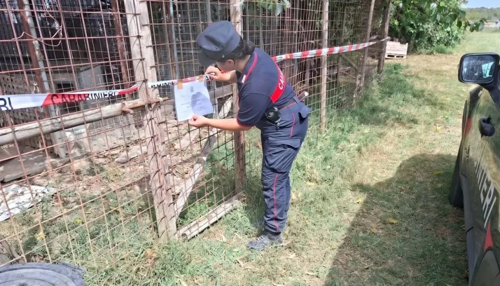 Ravenna, sette cani deperiti e costretti a vivere tra deiezioni e acqua putrida: LNDC Animal Protection presenta denuncia