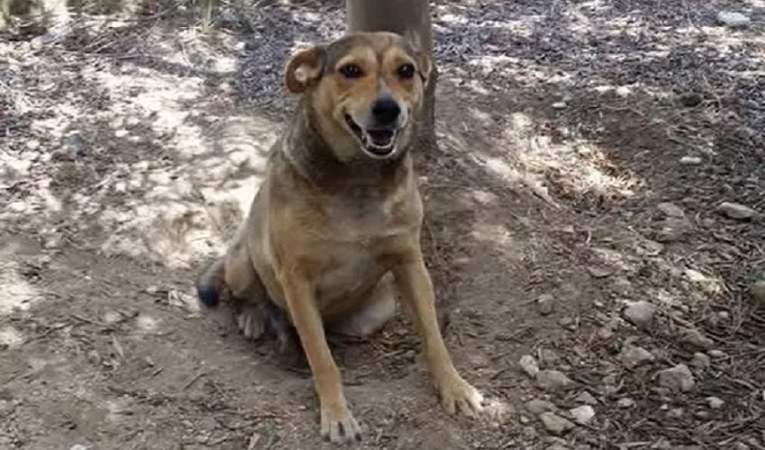 Siracusa, LNDC Animal Protection ammessa parte civile al processo per Timida: “Ora faremo di tutto perché la sua uccisione non resti impunita”