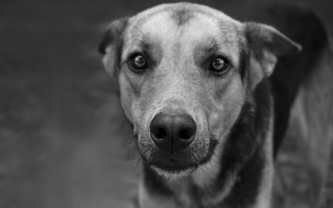 Sant’Antimo (NA), cane tenuto a catena e colpito a bastonate: LNDC Animal Protection chiede il sequestro immediato