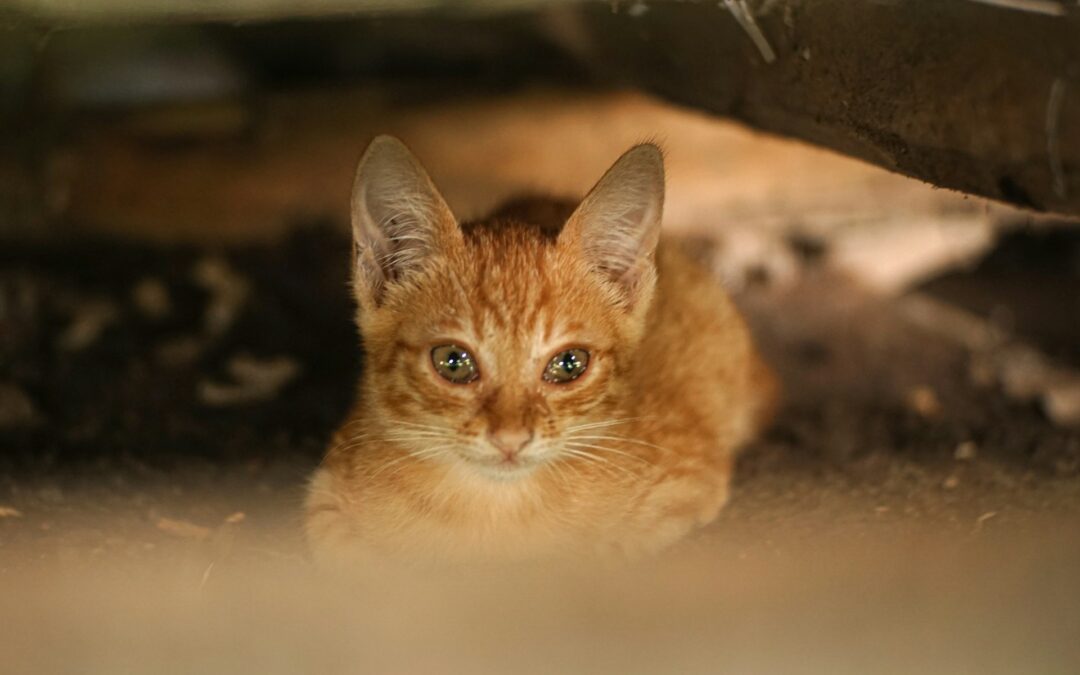 Ivrea, gattino scaraventato da un’auto e lasciato morire sull’asfalto: LNDC Animal Protection denuncia e chiede indagini rapide