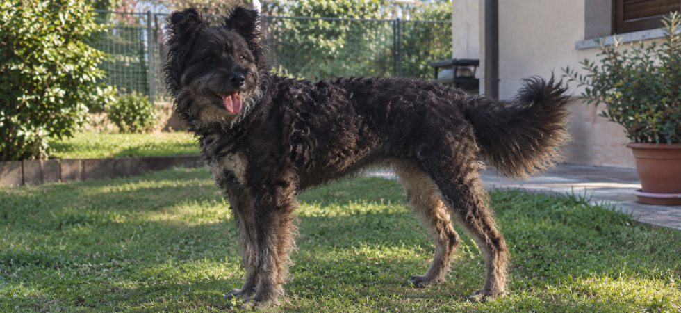 Bassano del Grappa (VI), la cagnolina Lilli uccisa a colpi di badile durante un tentativo di furto. LNDC Animal Protection sporge denuncia: “Crudeltà inaccettabile, i responsabili devono essere individuati”