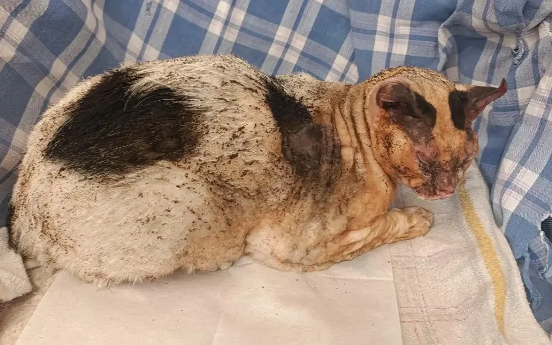 Faenza, gatto cosparso di alcol e dato alle fiamme: LNDC Animal Protection sporge denuncia. “Un atto di crudeltà inaudita, i responsabili devono essere individuati”