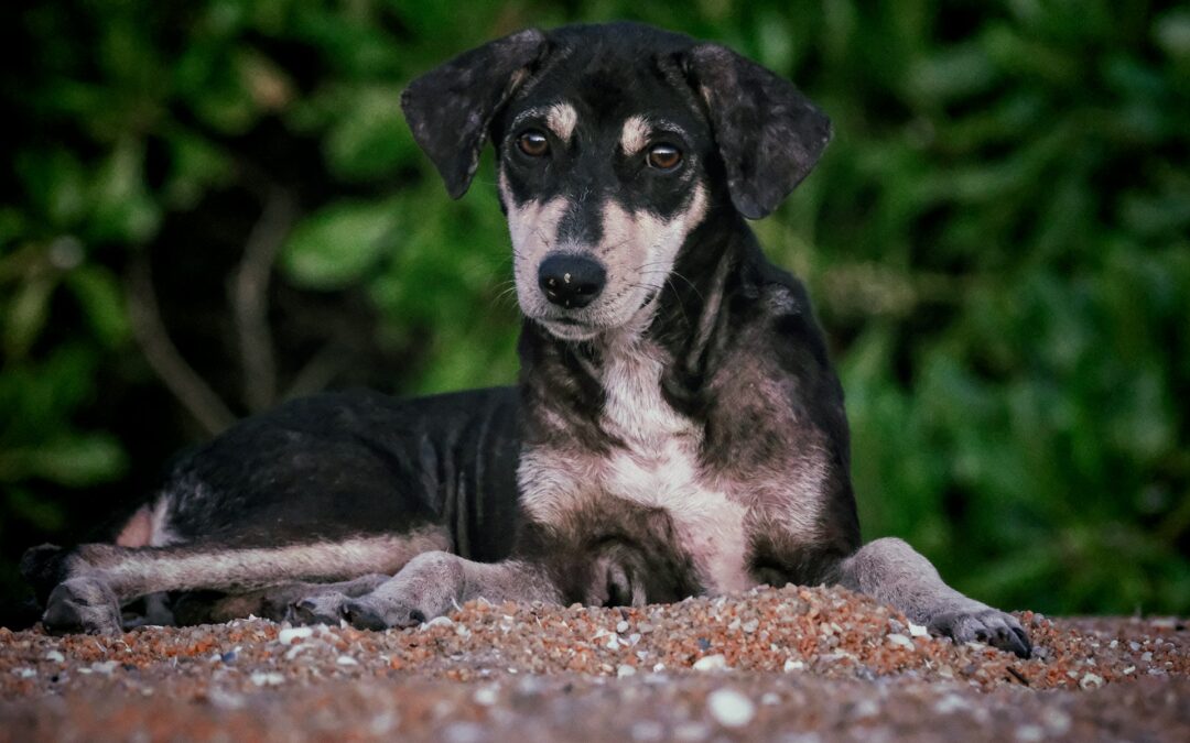 Monteforte Irpino (AV), un altro cane ucciso a colpi di arma da fuoco. LNDC Animal Protection denuncia: “Fermare questa escalation di violenza”