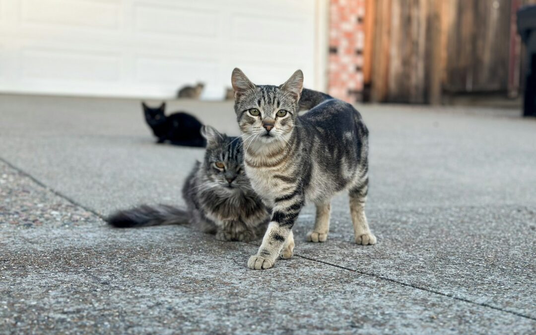 Ramacca (CT), gatti avvelenati e trovati agonizzanti in strada. LNDC Animal Protection: “Una strage atroce, sporgiamo denuncia”