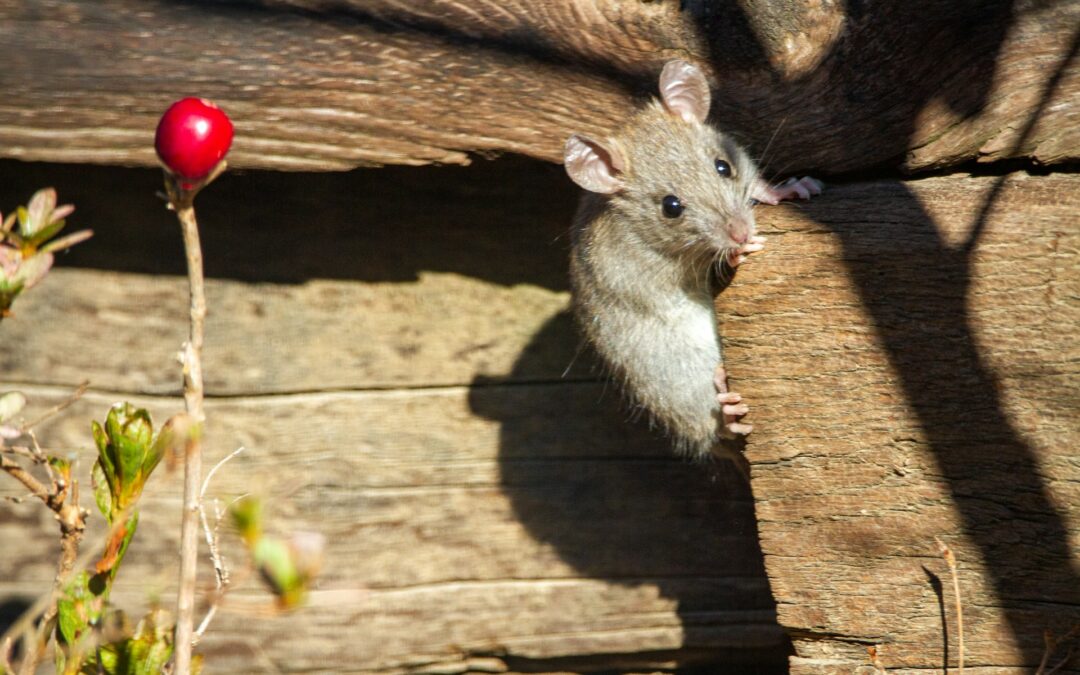 Palmi (RC), LNDC Animal Protection ammessa parte civile: “La crudeltà sugli animali non può essere derubricata a una bravata”