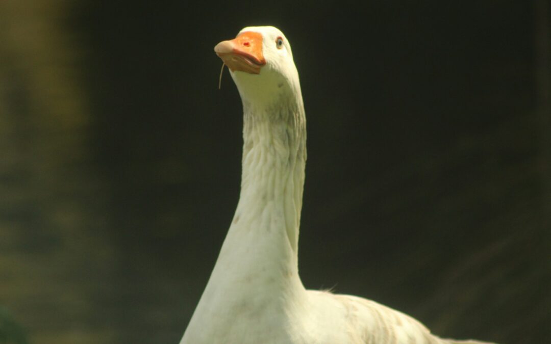 Lacchiarella (MI), LNDC diffida il Comune: “Sospendere la Corsa delle Oche, gli animali non sono strumenti di intrattenimento”