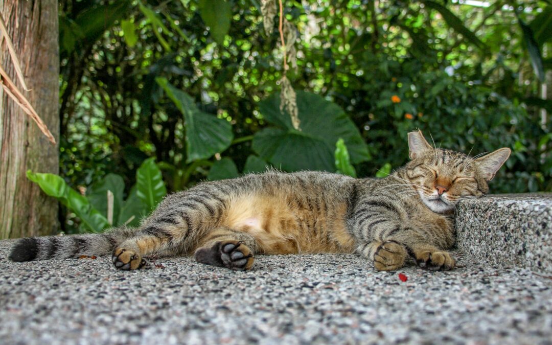 Valsamoggia, oltre 30 gatti scomparsi nel nulla. LNDC Animal Protection denuncia: “Accertare cosa sta accadendo e chi è responsabile”